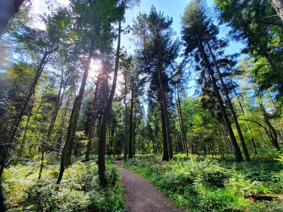 Path in the woodland with sun shining through the pine trees