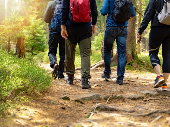 group of walkers, walking along a forest trail